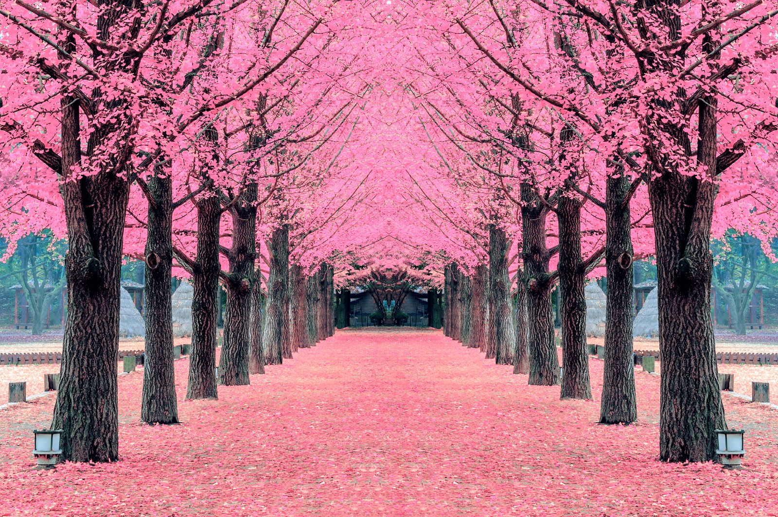 2026 Advanced Level Revision